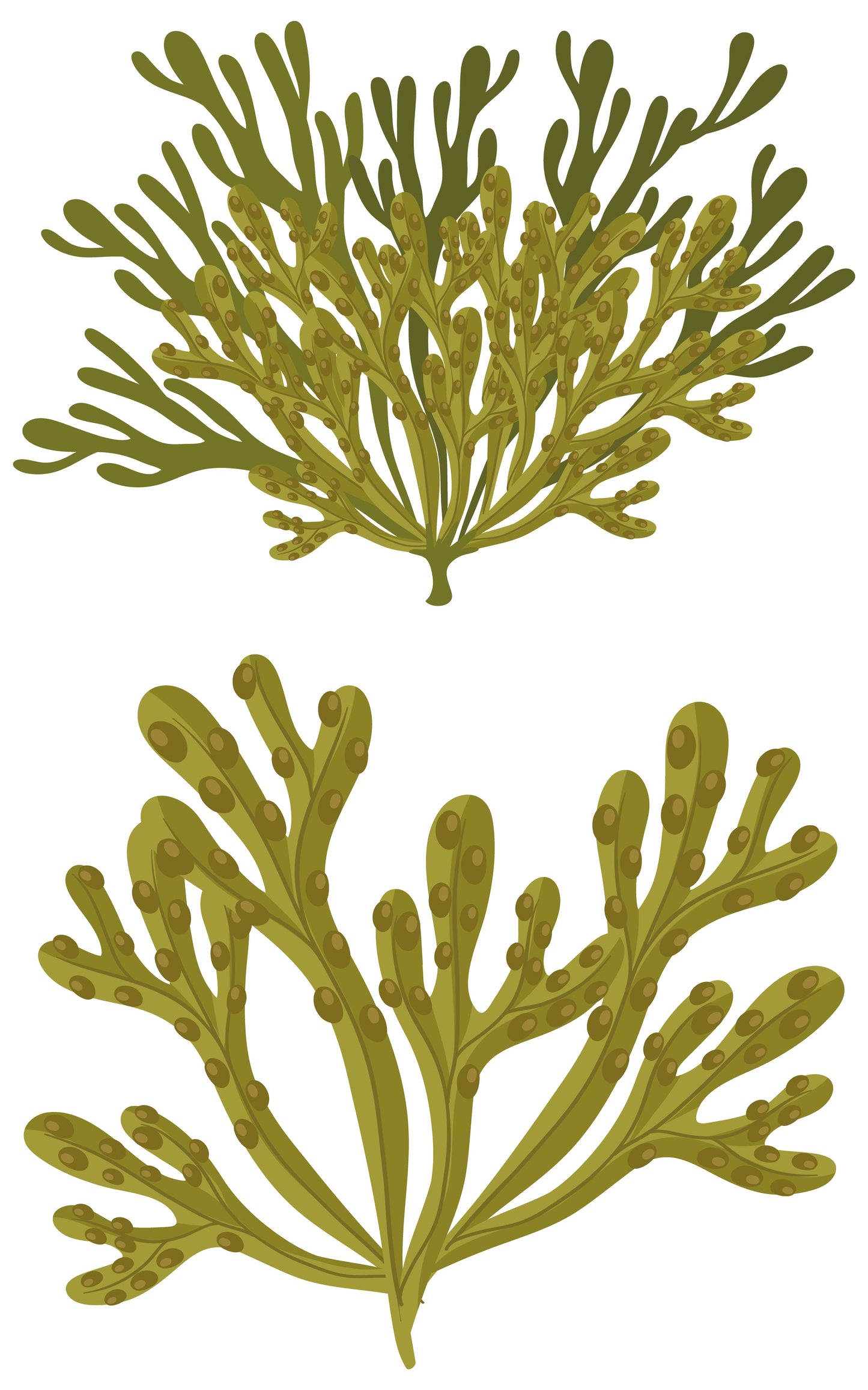 Savon solide certifié biologique - Bois de cèdre et fucus vésiculeux 90 g